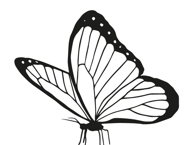 Illustration d'un papillon.